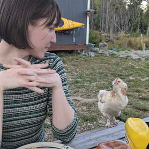 Very cheeky chickens