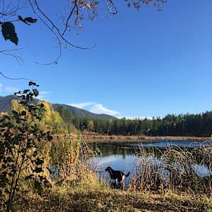 Pup at the pond