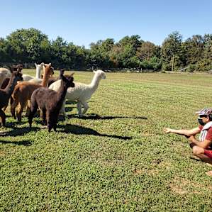 Alpaca Farm