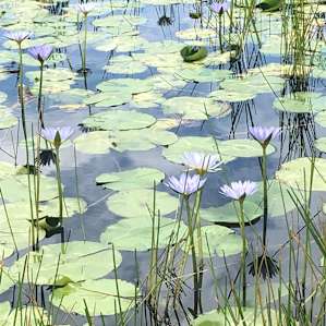 Water lilies on the lake.