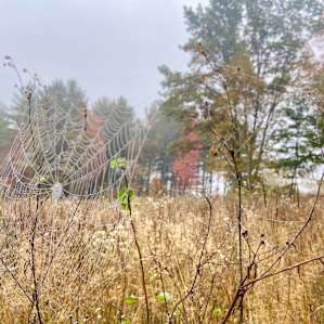 Meadow Camp at Good Root Growers