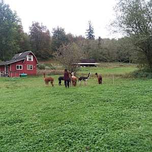 Hidden Meadow at When Pigs Fly Farm