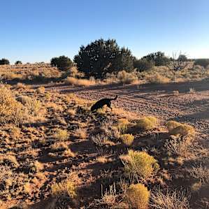 Lancelot desert camping