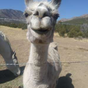 Alpaca Rescue Farm- RV Camping