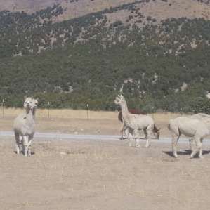 Alpaca Rescue Farm- RV Camping
