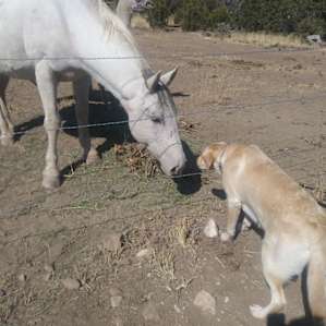 Alpaca Rescue Farm- RV Camping