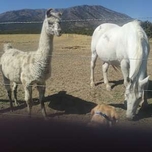 Alpaca Rescue Farm- RV Camping