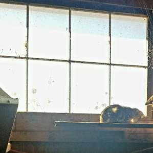 Kittens in the barn