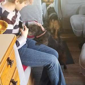 Super sweet and well behaved dogs visiting our camper.