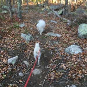 Here we are on a rocky trail to the Pine Forest!