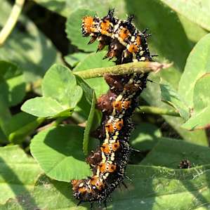 Hiking over the dam we saw many caterpillars and butterflies