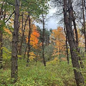 Pine Creek Campsite (Hilltop)