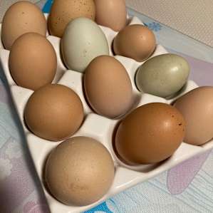 Beautiful fresh eggs for breakfast