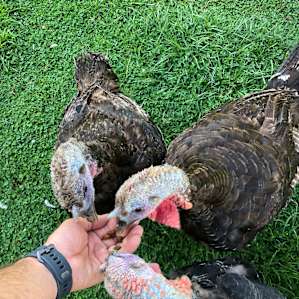 The next morning, feeding the animals