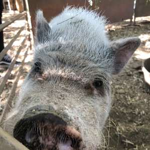 Pigs