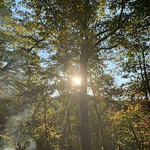 Morningstar