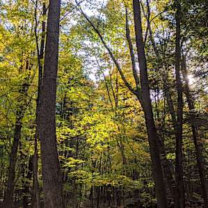 Beaver's Brook at Blossom Dell