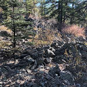 Moss rock!