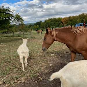 Mustang Valley Ranch