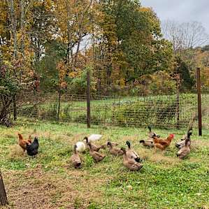 Organic Farm in the Pocono Mts.