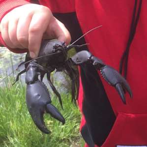 Yabbies in the dam