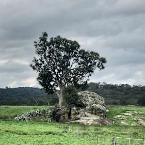 Camp in Mudgee