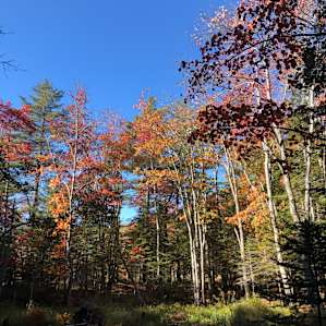 Maine WildWalkWaysTHREE