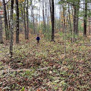 Swamp Grass Lane 2