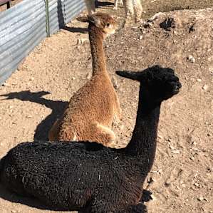 Alpaca Rescue Farm- RV Camping