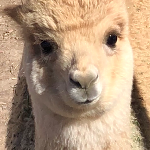 Alpaca Rescue Farm- RV Camping