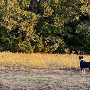 Post oak and red dirt camp site
