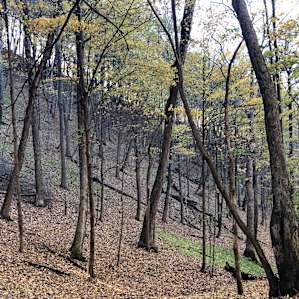 Lost River Forest, Almost Heaven