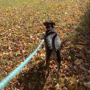We enjoyed walking tails & fields