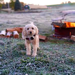 CF Ranch and Cattle Company