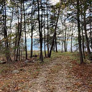 Quiet Acadia Woods Near Ocean