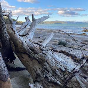 Quiet Acadia Woods Near Ocean