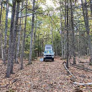 Quiet Acadia Woods Near Ocean