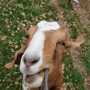 Goat land