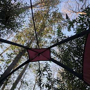 View from the tent in birch cove