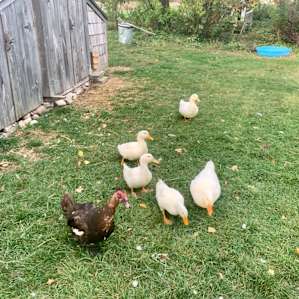 Ducks!