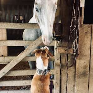 New friends