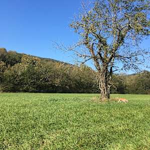 Lone tree in clearing. Beautiful hike find