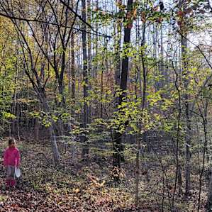 The hike in the wood
