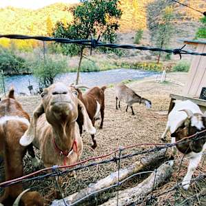 Photo of Wilde River Farm Tent Camping - Wilde River Farm (75)