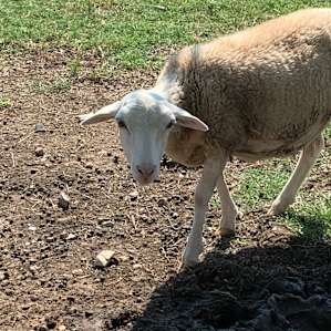 Sweet sheep grazing in the pasture.