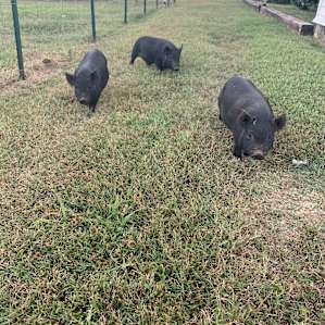 Had these little cuties come in for some lovin’! The most adorable thing to see them running across the pasture. Melted my heart!
