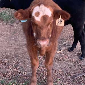 I was quite the key interest for the herd next door. Nothing like waking to a moooooo! Country at its finest!