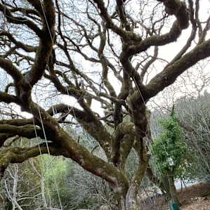 Where the Fairies Live