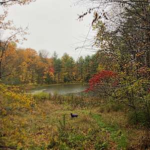 Cabin by the pond at Plumbroke Farm