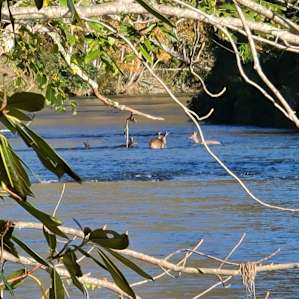 Deer in the water!